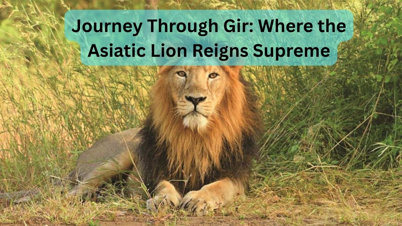 Journey Through Gir: Where the Asiatic Lion Reigns Supreme